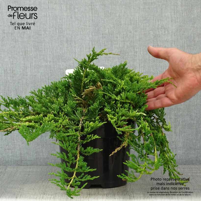 Juniperus horizontalis Prince Of Wales - Ginepro strisciante Vaso da 2L/3L esemplare consegnato in primavera
