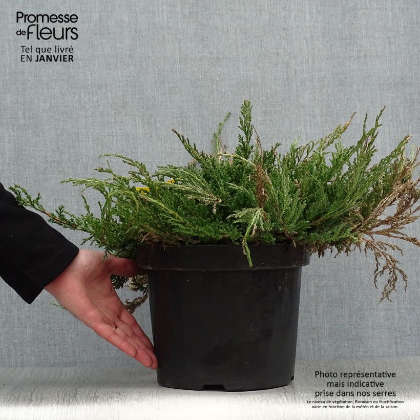 Juniperus horizontalis Prince Of Wales - Ginepro strisciante Vaso da 7,5L/10L esemplare consegnato in inverno