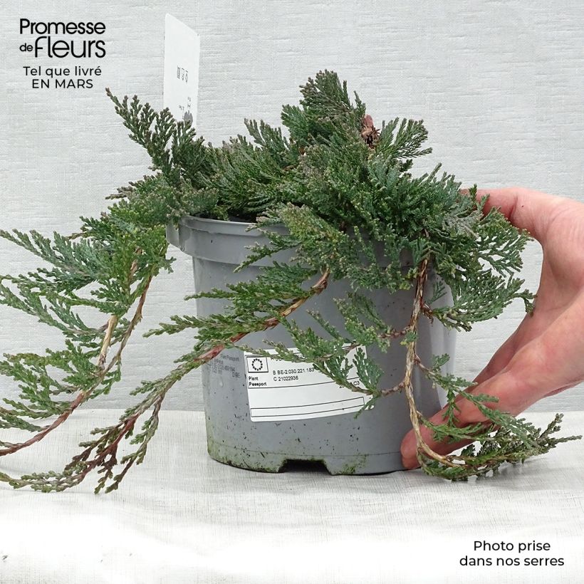 Juniperus horizontalis Wiltonii - Ginepro strisciante Vaso da 3L/4L esemplare consegnato in primavera
