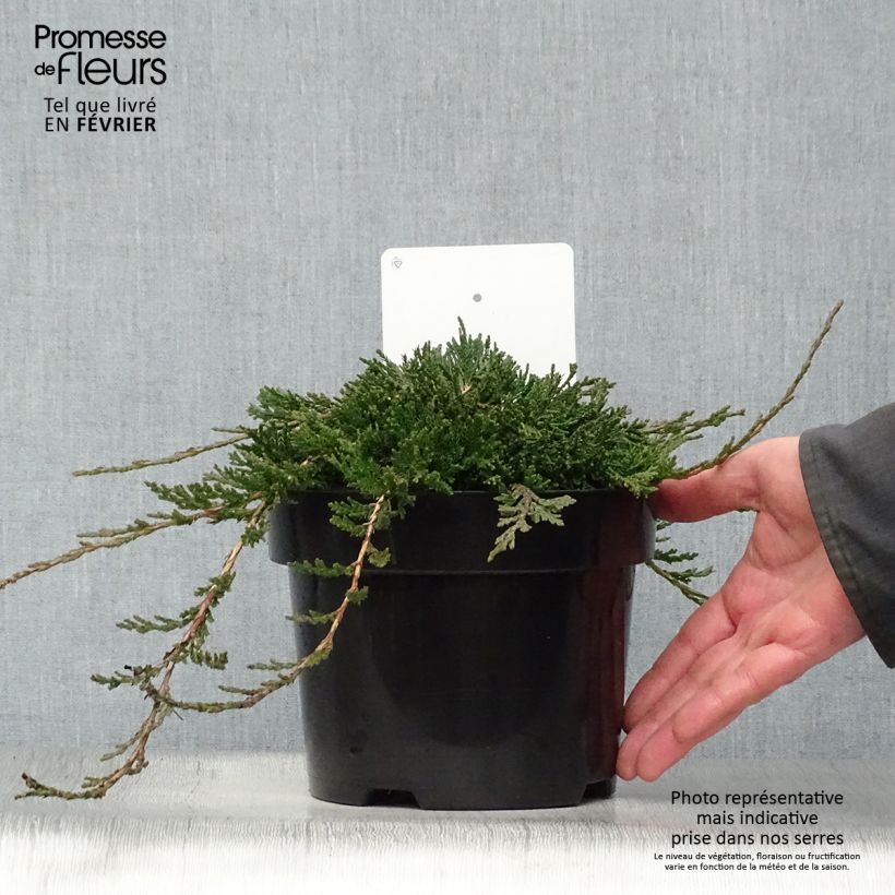 Juniperus horizontalis Wiltonii - Ginepro strisciante Vaso da 3L/4L esemplare consegnato in inverno