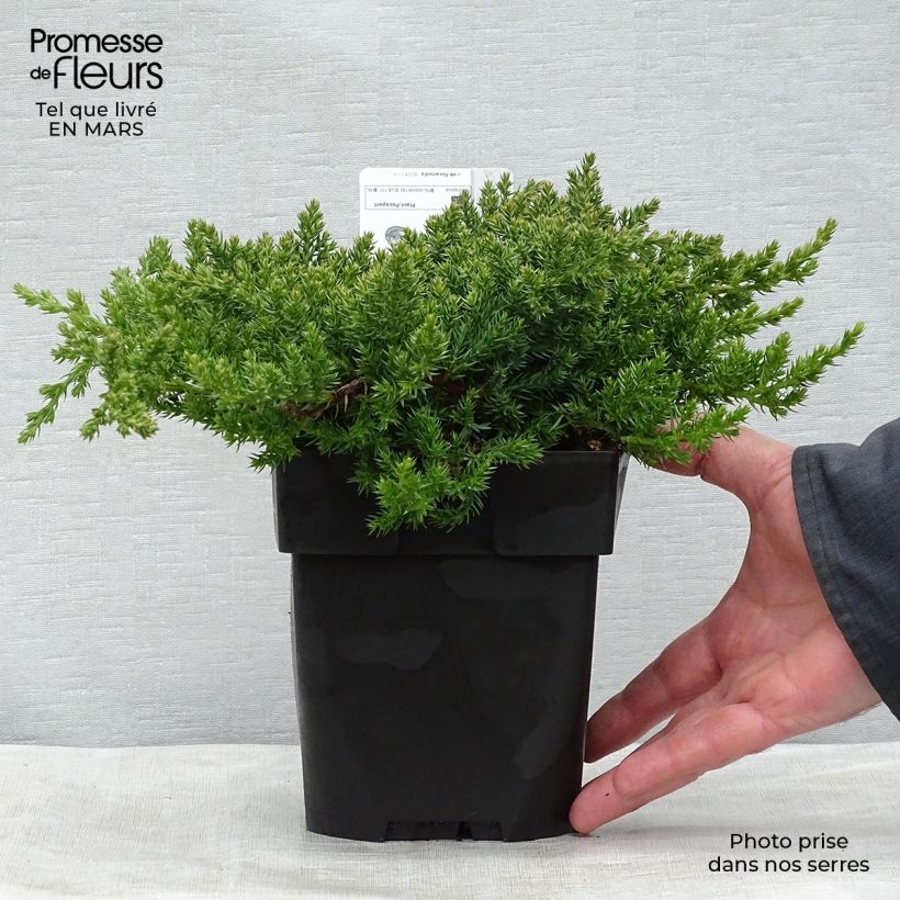 Juniperus procumbens Nana - Ginepro nano Vaso da 2L/3L esemplare consegnato in primavera