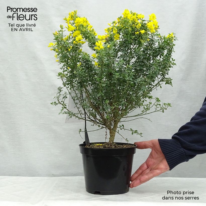 Genista Porlock - Ginestra Vaso da 2L/3L esemplare consegnato in primavera