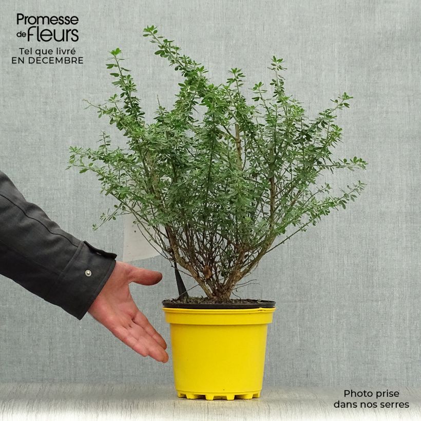 Genista Porlock - Ginestra Vaso da 2L/3L esemplare consegnato in inverno