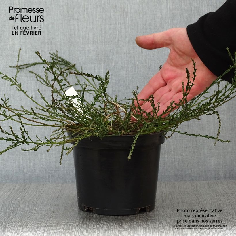 Genista pilosa Vancouver Gold - Ginestra tubercolosa Vaso da 2L/3L esemplare consegnato in inverno