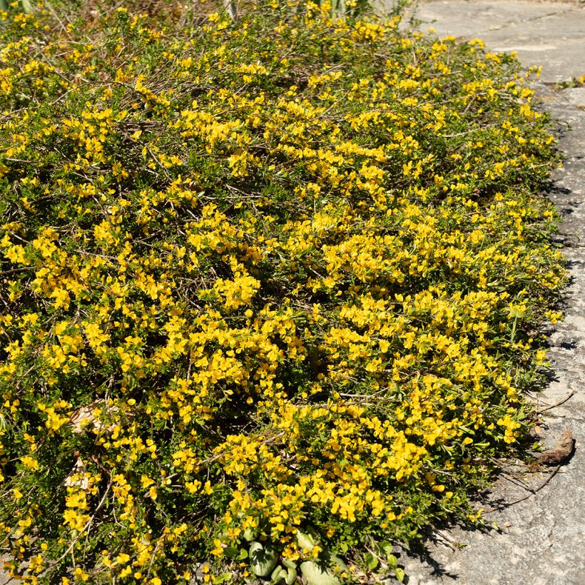 Genista pilosa Vancouver Gold - Ginestra tubercolosa (Porto)