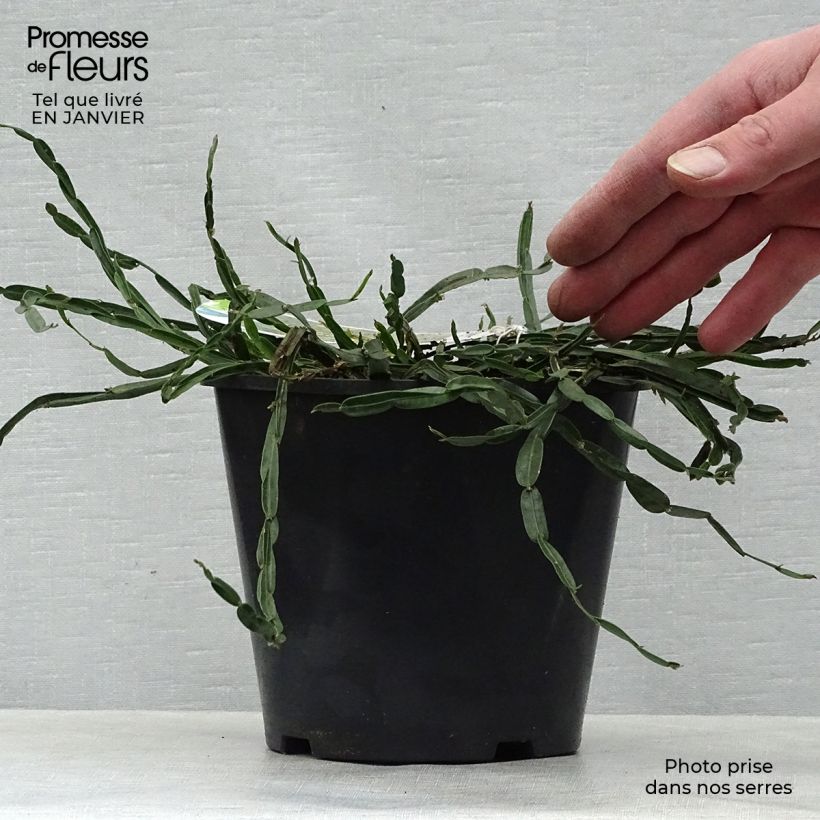 Genista sagittalis - Ginestra alata Vaso da 2L/3L esemplare consegnato in inverno