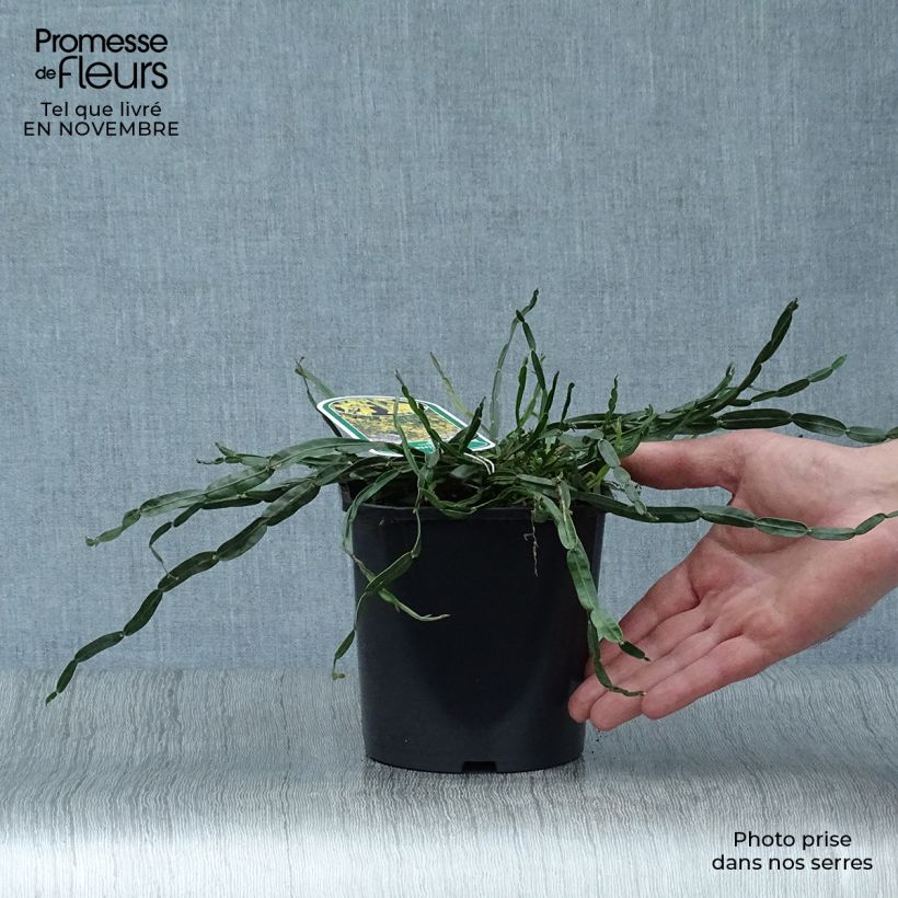Esemplare di Genista sagittalis - Ginestra alata Vaso da 2L/3L come consegnato in autunno
