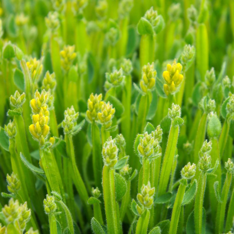 Genista sagittalis - Ginestra alata (Fogliame)