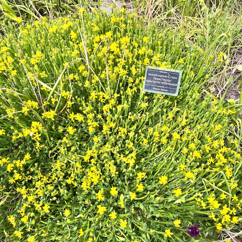 Genista sagittalis - Ginestra alata (Porto)