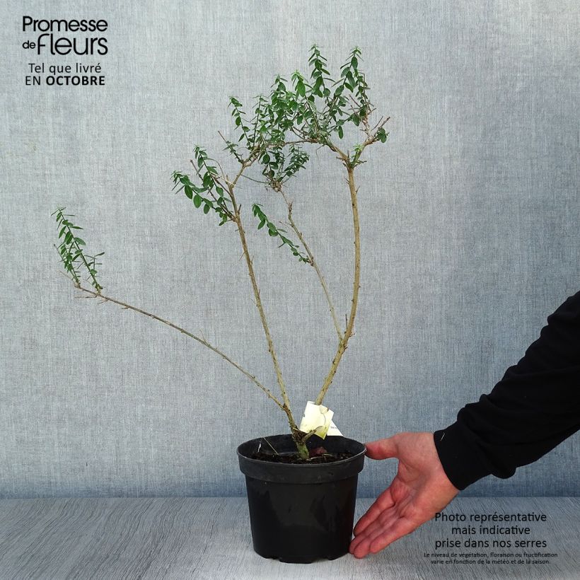Esemplare di Genista tinctoria Plena - Ginestra minore Vaso da 2L/3L come consegnato in autunno