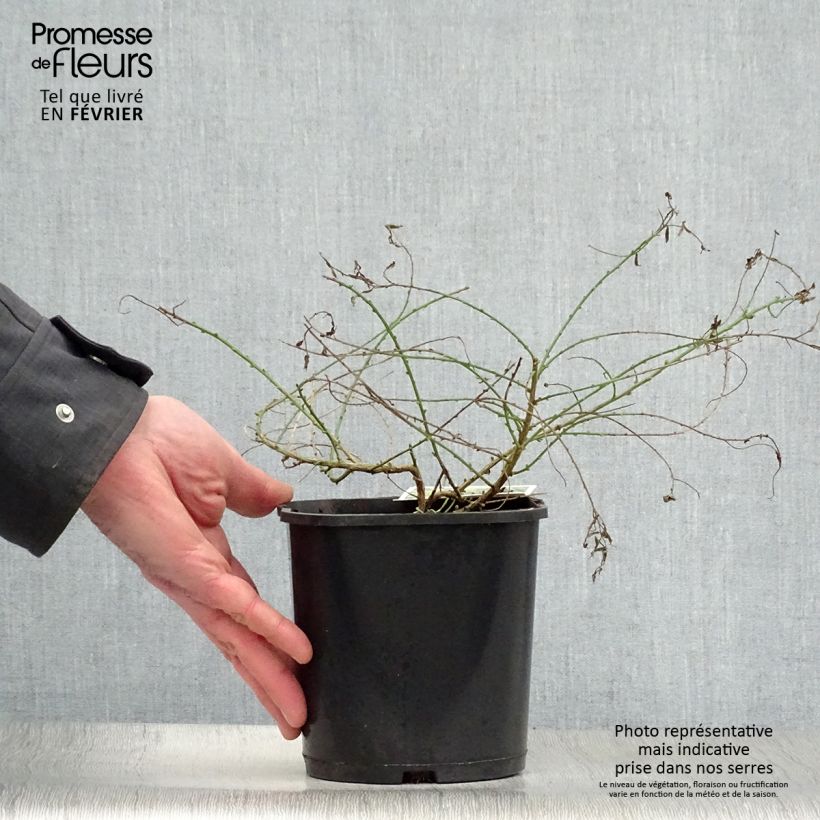 Genista tinctoria Plena - Ginestra minore Vaso da 2L/3L esemplare consegnato in inverno