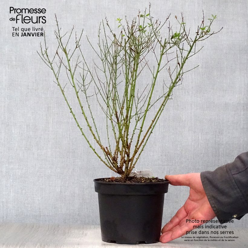 Genista tinctoria Royal Gold - Ginestra minore Vaso da 2L/3L esemplare consegnato in inverno