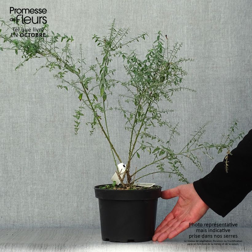 Esemplare di Genista tinctoria Royal Gold - Ginestra minore Vaso da 2L/3L come consegnato in autunno