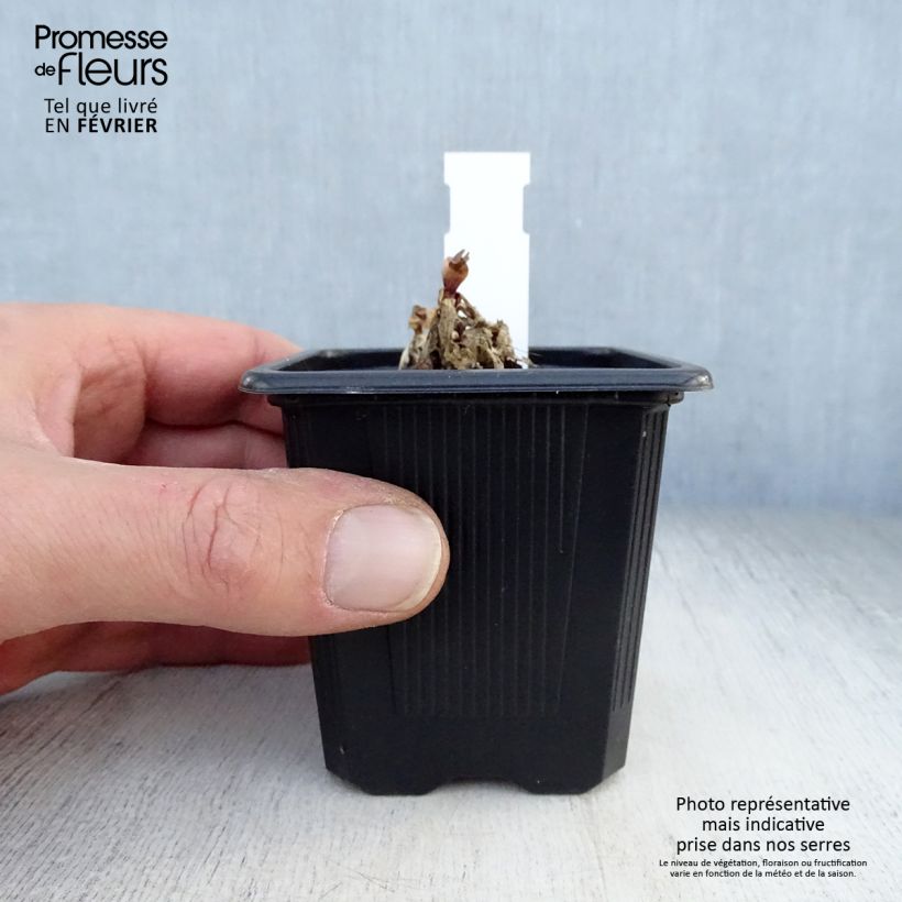 Gentiana makinoi Blue Star - Genziana Vasetto da 8/9 cm esemplare consegnato in inverno