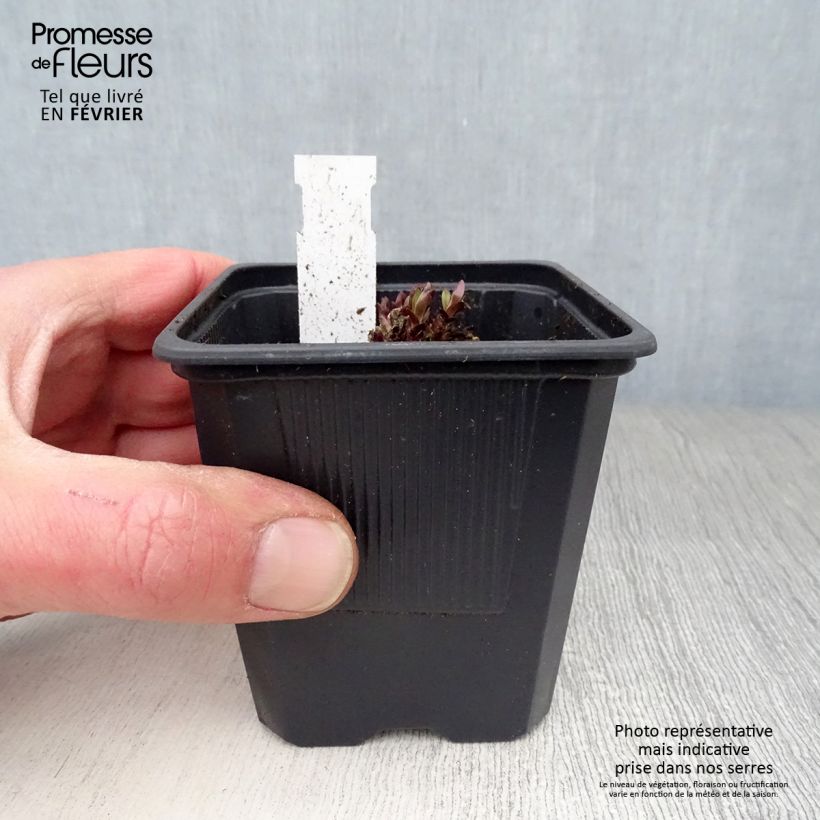 Gentiana True Blue - Genziana Vasetto da 8/9 cm esemplare consegnato in inverno