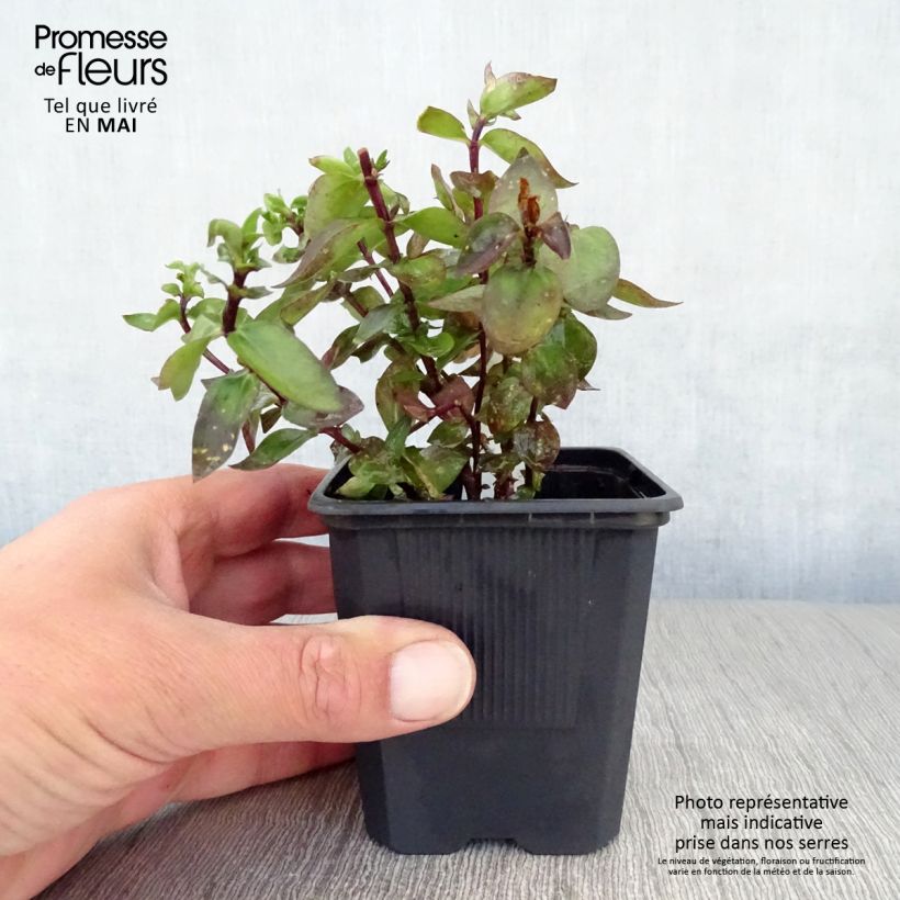 Gentiana True Blue - Genziana Vasetto da 8/9 cm esemplare consegnato in primavera