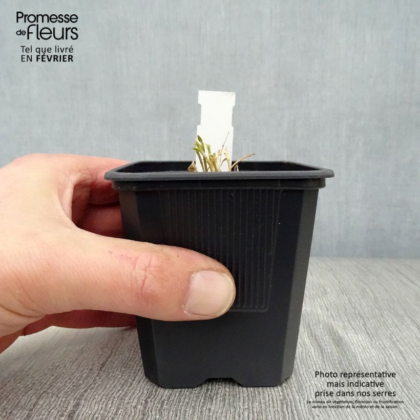 Gentiana makinoi White Magic - Genziana Vasetto da 8/9 cm esemplare consegnato in inverno