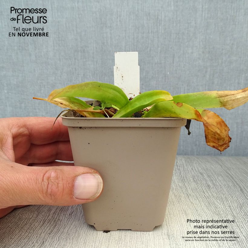 Esemplare di Gentiana cruciata - Genziana crociata Vasetto da 8/9 cm come consegnato in autunno