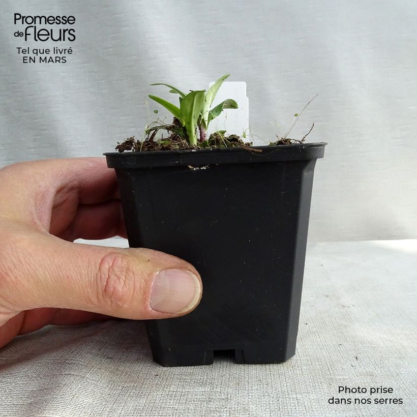 Gentiana lutea - Genziana maggiore Vasetto da 8/9 cm esemplare consegnato in primavera