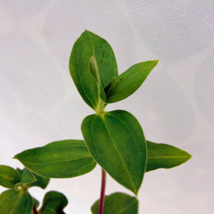 Gentiana Little Pinkie - Genziana (Fogliame)
