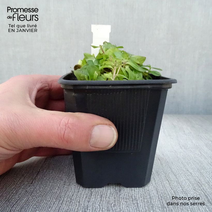 Gentiana Little Pinkie - Genziana Vasetto da 8/9 cm esemplare consegnato in inverno