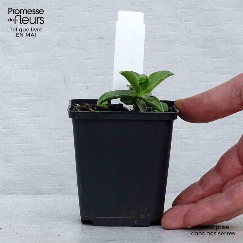 Gentiana acaulis - Genziana di Koch Vasetto da 8/9 cm esemplare consegnato in primavera