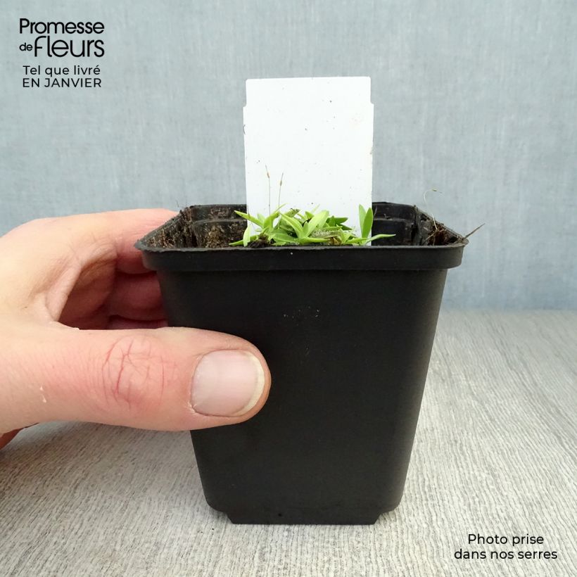 Gentiana acaulis - Genziana di Koch Vasetto da 8/9 cm esemplare consegnato in inverno