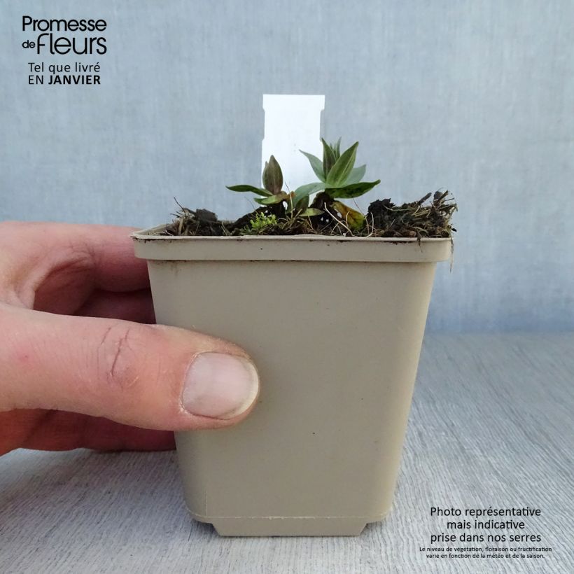 Gentiana asclepiadea - Genziana asclepiade Vasetto da 8/9 cm esemplare consegnato in inverno