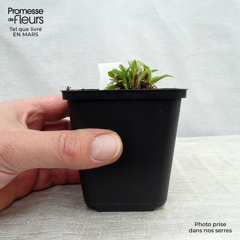 Gentiana dahurica - Genziana Vasetto da 8/9 cm esemplare consegnato in inverno