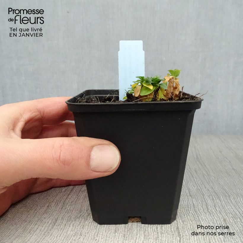 Gentiana septemfida var. lagodechiana - Genziana Vasetto da 8/9 cm esemplare consegnato in inverno