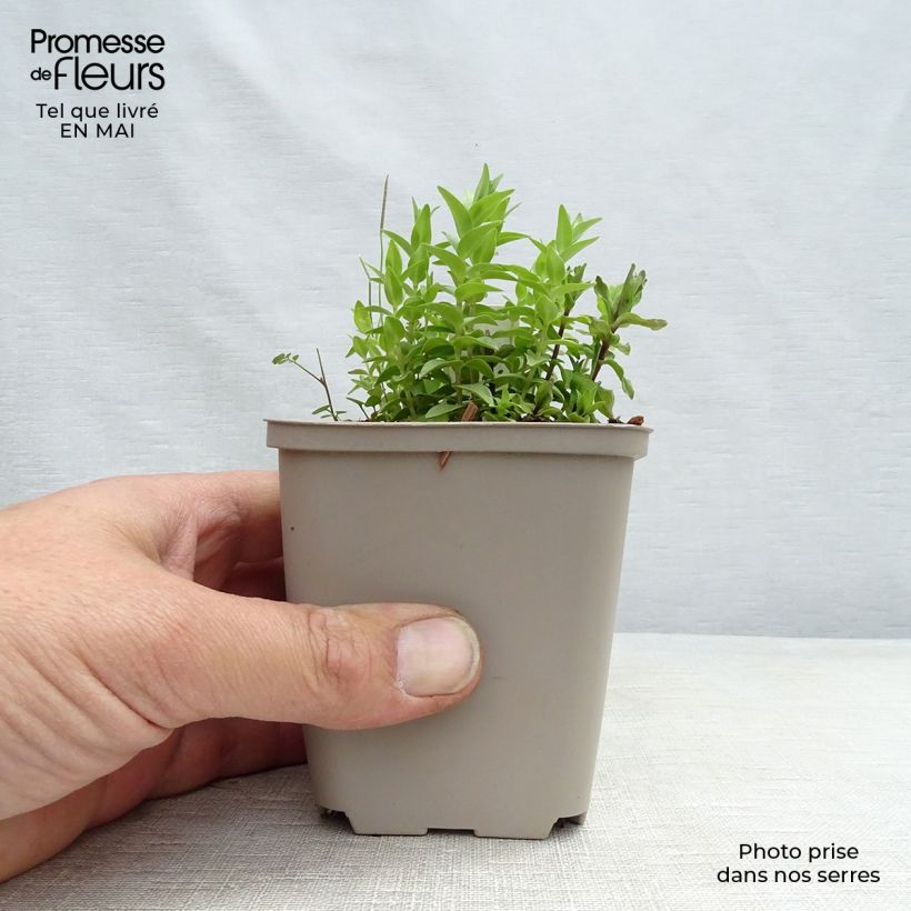 Gentiana septemfida var. lagodechiana - Genziana Vasetto da 8/9 cm esemplare consegnato in primavera