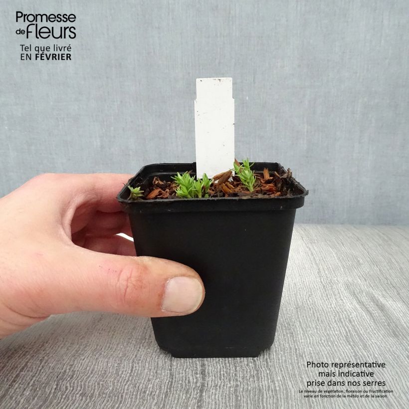 Gentiana sino-ornata - Genziana Vasetto da 8/9 cm esemplare consegnato in inverno