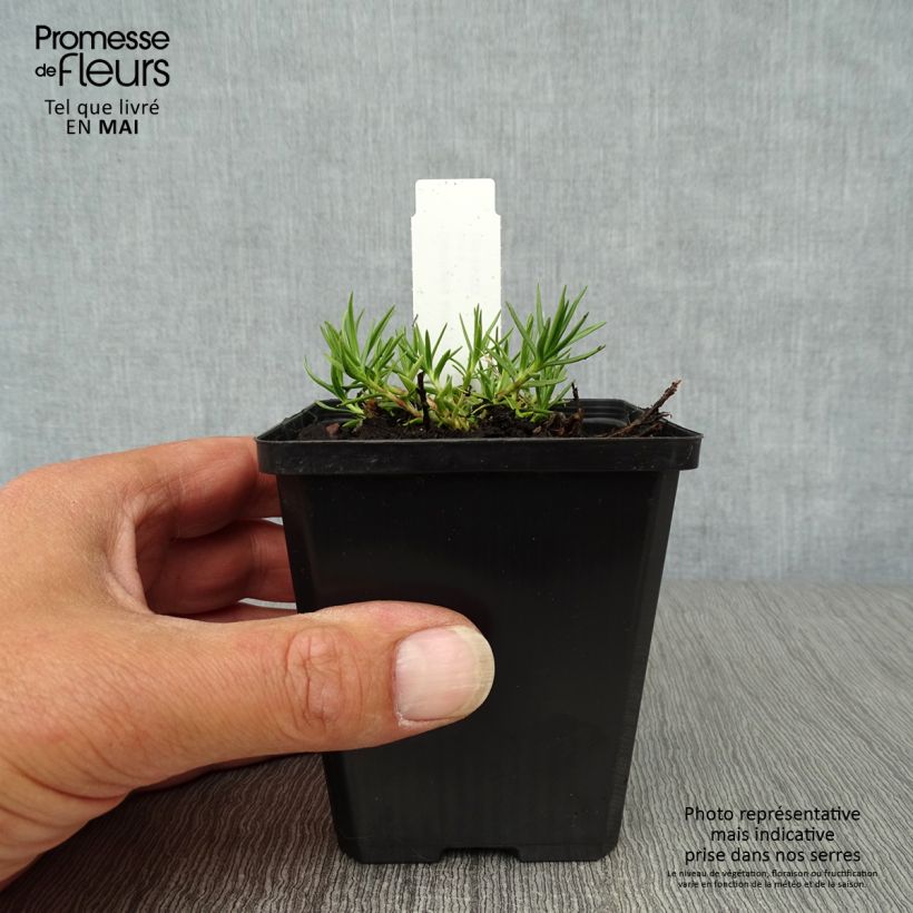 Gentiana sino-ornata - Genziana Vasetto da 8/9 cm esemplare consegnato in primavera