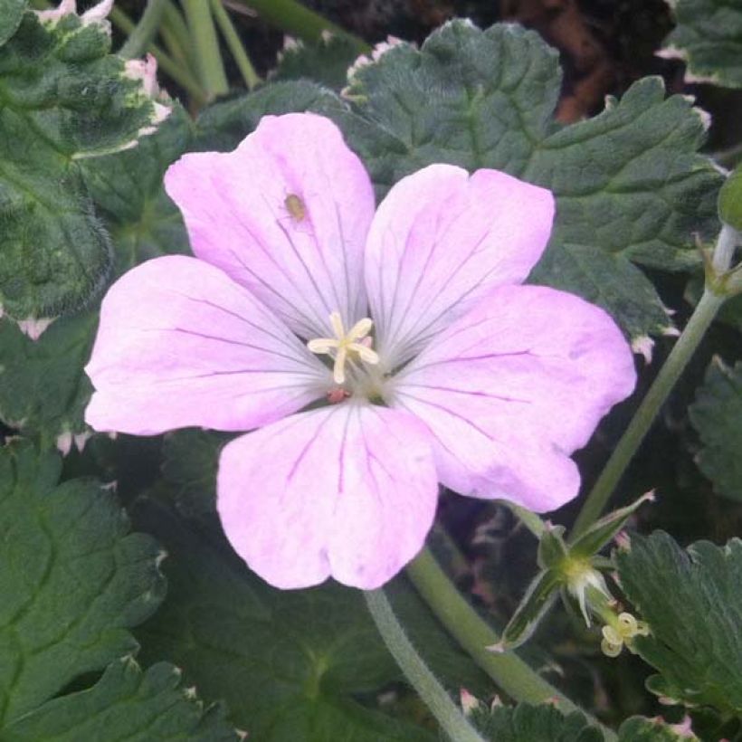 Geranium Dreamland (Fioritura)