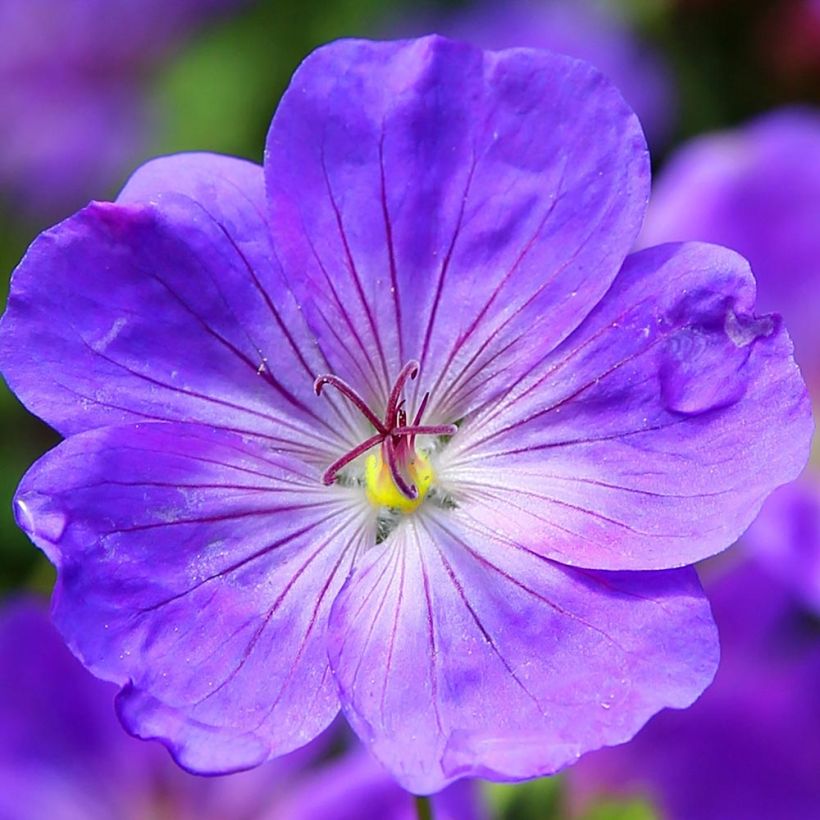 Geranium Eureka Blue (Fioritura)