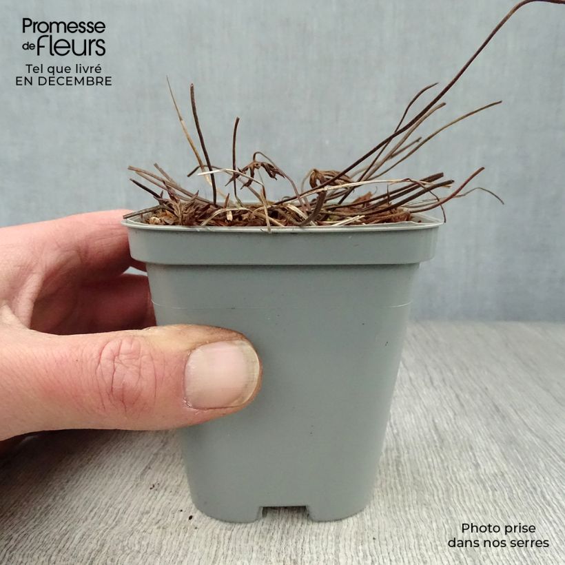 Geranium Eureka Blue Vasetto da 8/9 cm esemplare consegnato in inverno