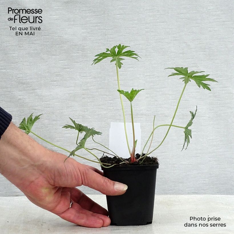 Geranium Eureka Blue Vasetto da 8/9 cm esemplare consegnato in primavera