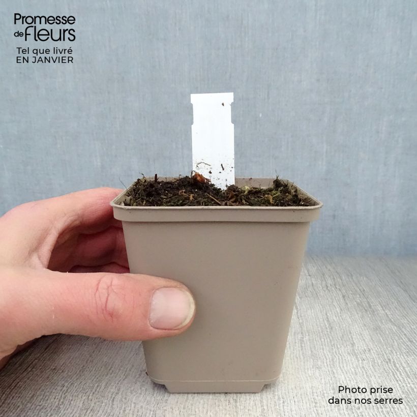 Geranium himalayense Irish Blue Vasetto da 8/9 cm esemplare consegnato in inverno