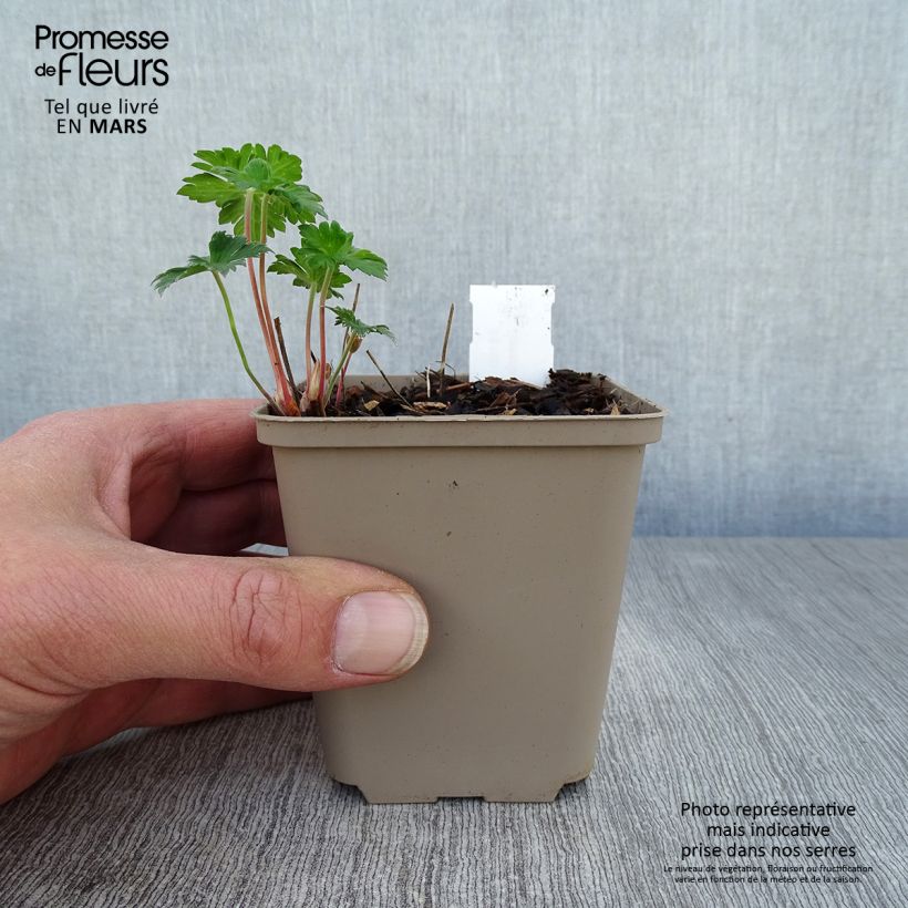 Geranium himalayense Irish Blue Vasetto da 8/9 cm esemplare consegnato in primavera