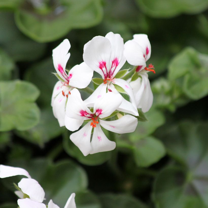 Geranio edera Rainbow White (Fioritura)