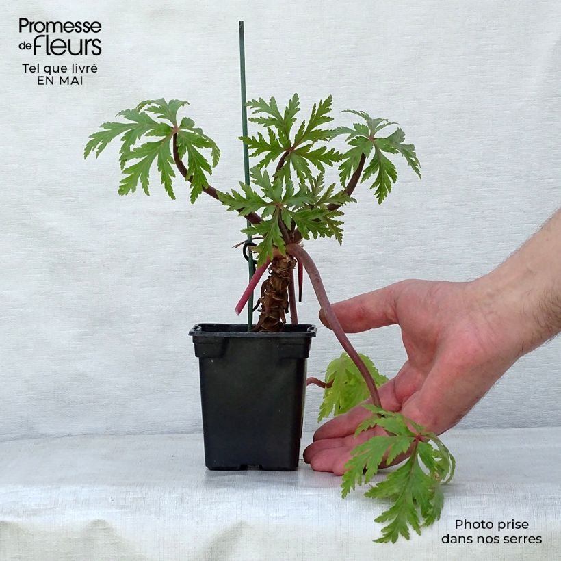 Geranium maderense Vasetto da 7/8 cm esemplare consegnato in primavera