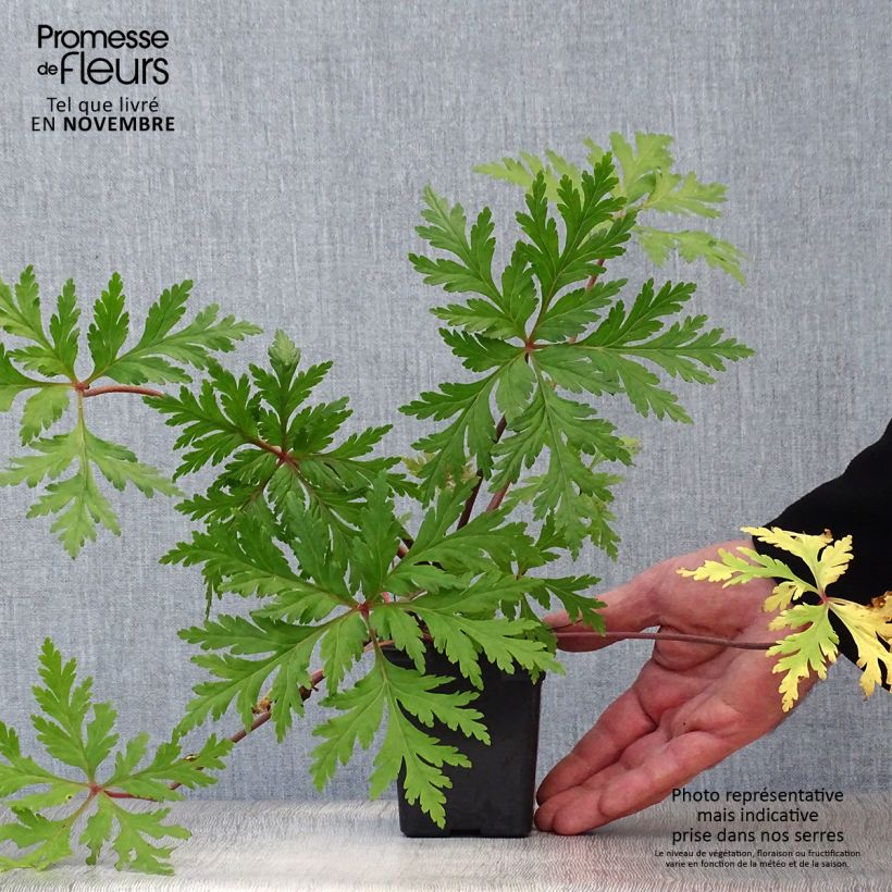Esemplare di Geranium maderense Vasetto da 7/8 cm come consegnato in autunno
