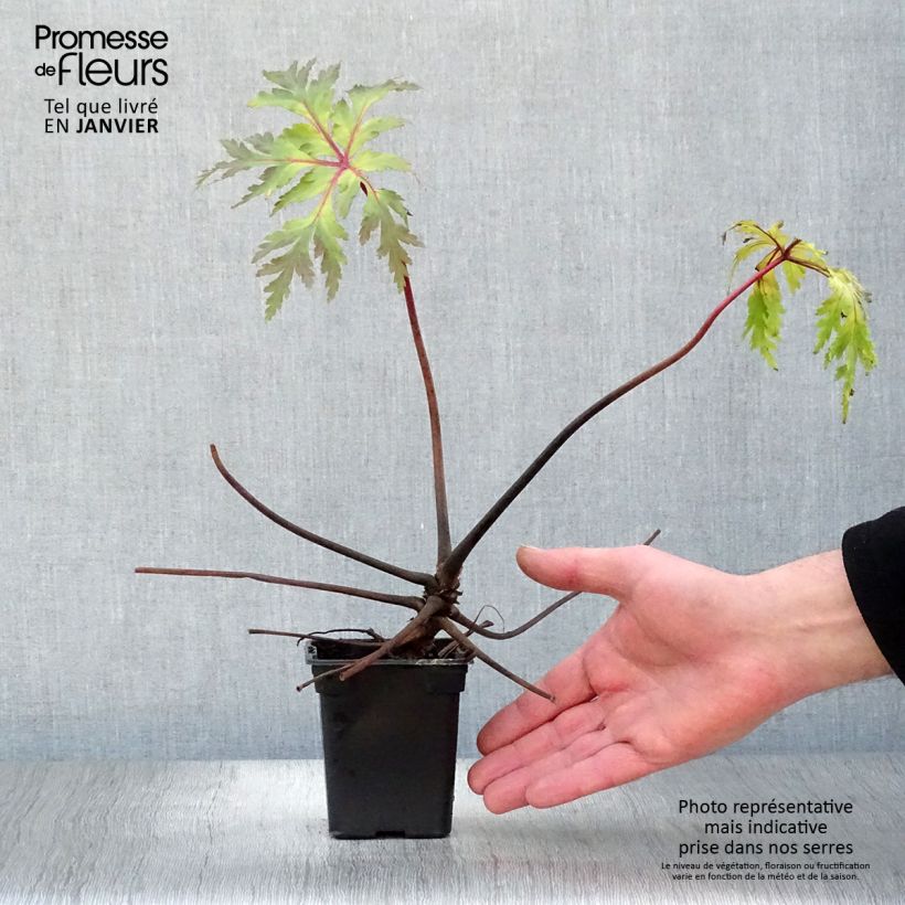 Geranium maderense Vasetto da 7/8 cm esemplare consegnato in inverno