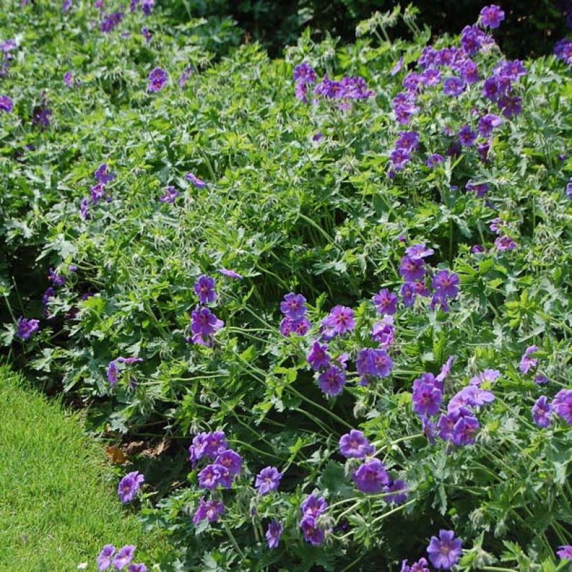 Geranium magnificum (Porto)