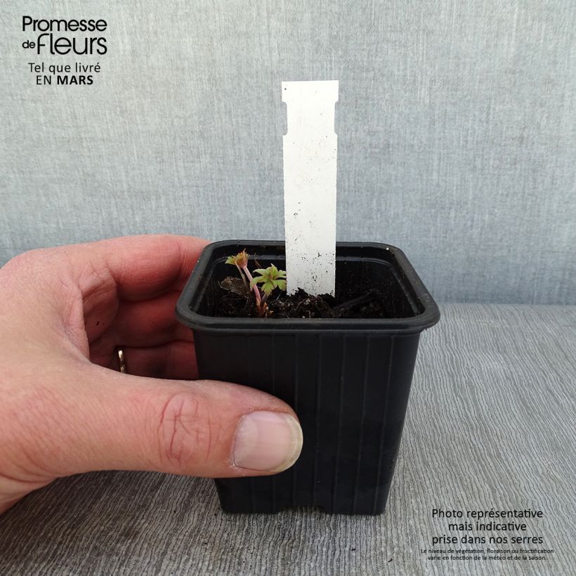 Geranium pratense Else Lacey - Geranio dei prati Vasetto da 8/9 cm esemplare consegnato in inverno
