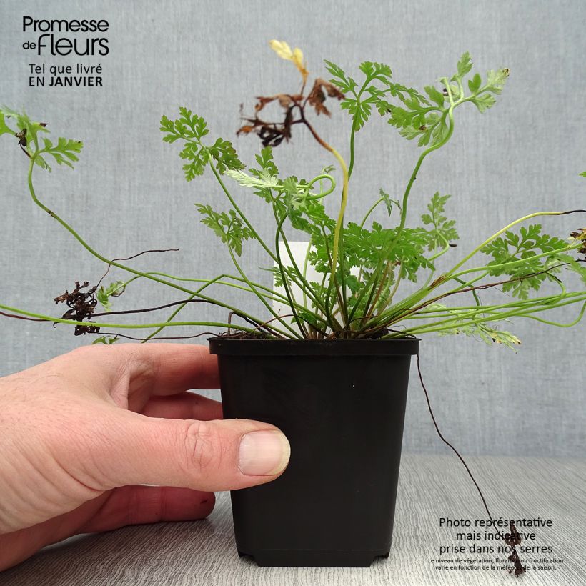 Geranium robertianum - Geranio di San Roberto Vasetto da 8/9 cm esemplare consegnato in inverno