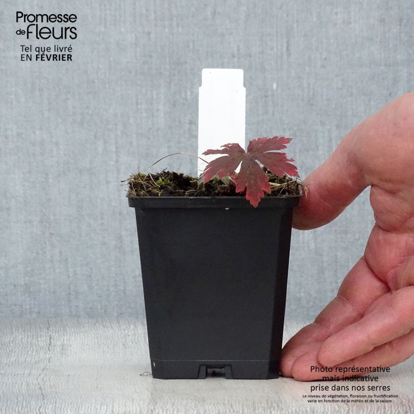 Geranium Ann Folkard Vasetto da 8/9 cm esemplare consegnato in inverno