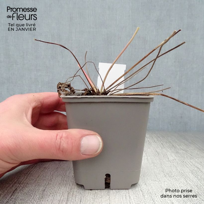 Geranium Anne Thomson Vasetto da 8/9 cm esemplare consegnato in inverno