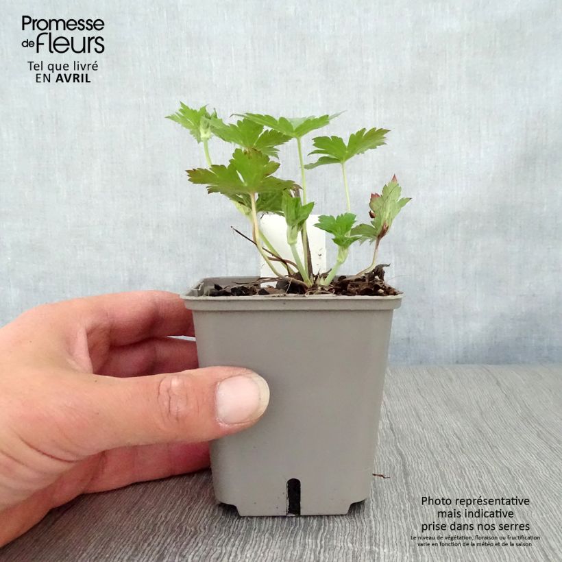 Geranium Anne Thomson Vasetto da 8/9 cm esemplare consegnato in primavera