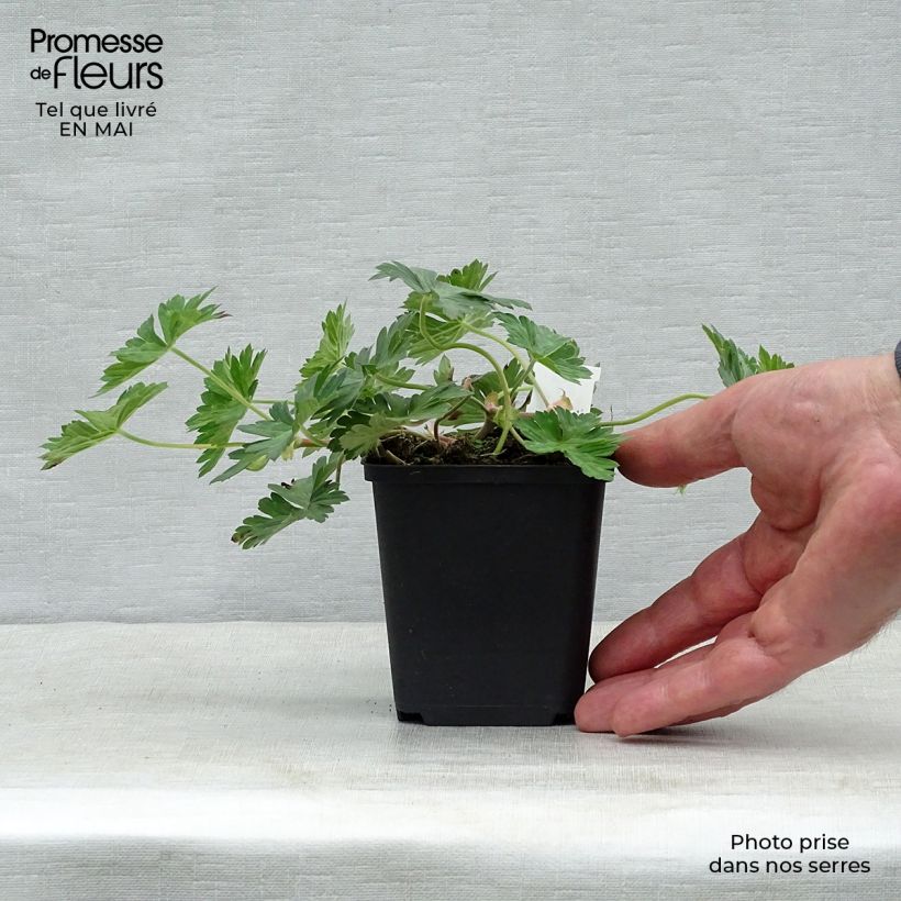 Geranium Azure Rush Vasetto da 8/9 cm esemplare consegnato in primavera